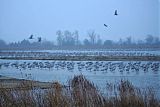 Sandhill Craneborder=